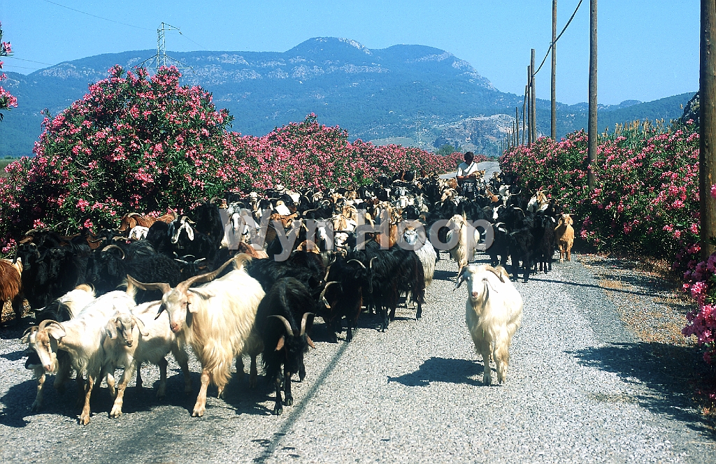 Dalyan Ziegenherde  am Sölüngür See_1.jpg - Dalyan, Ziegenherde am Sölüngür See